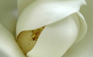 white flower