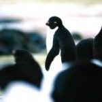 penguins in antarctica