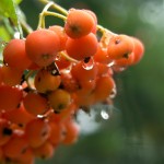 rowan